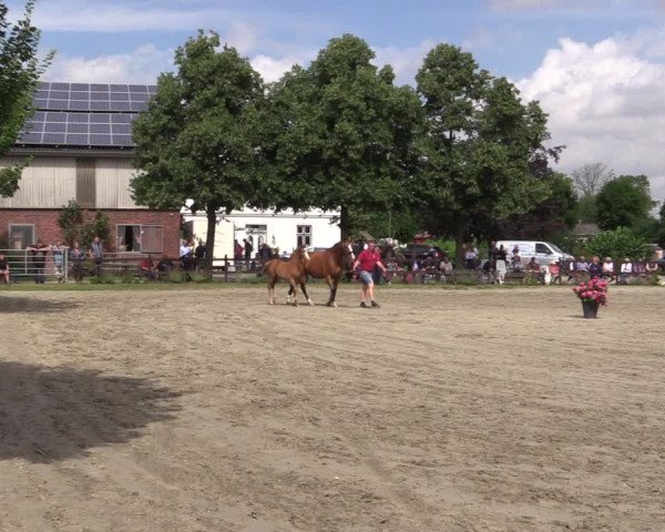 Holsteiner Fohlenschau in Kattrepel 2021