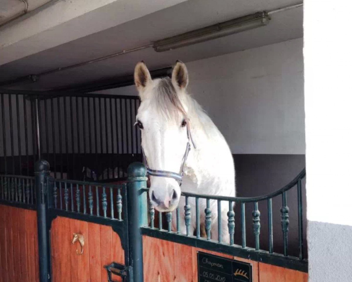 dressage horse Grey Father Ted (Irish Sport Horse,  )