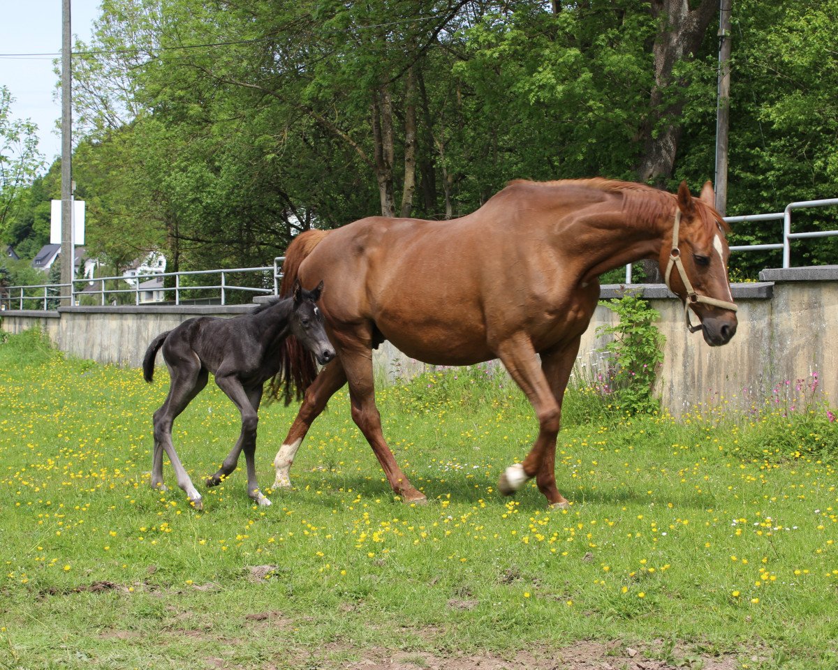 Chovná klisna Fee (Westfálský kůň, 1994, od Funke)