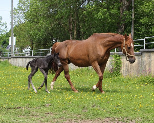 broodmare Fee (Westphalian, 1994, from Funke)