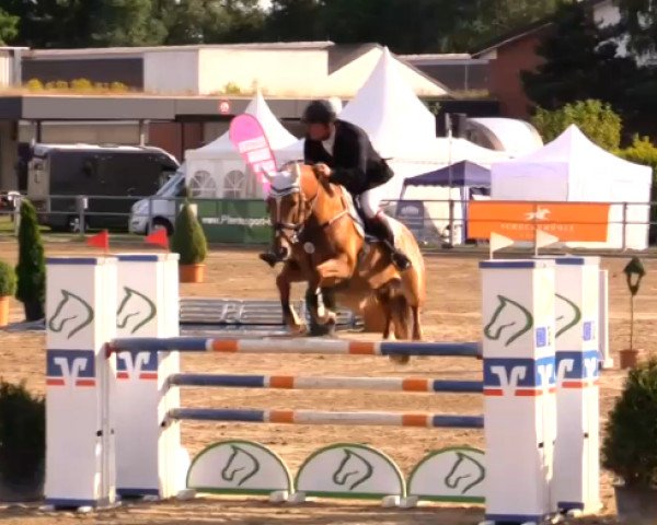 Caballo de salto Okidoki 11 (Holsteiner, 2008, de Colman) Caballo de salto Okidoki 11 (Holsteiner, 2008, de Colman)