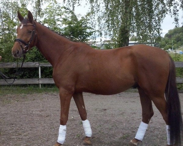 dressage horse Henry 372 (Hanoverian, 2010, from Hochadel)