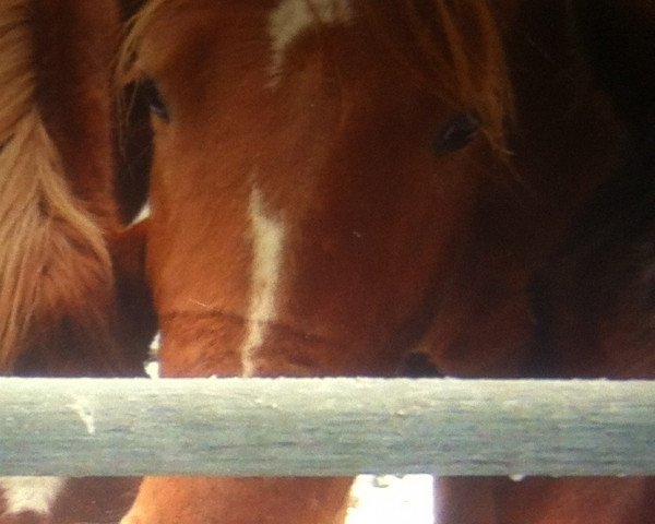 horse Der Fips (Oldenburg, 2003, from Degas)