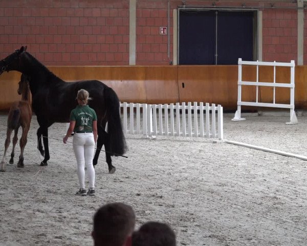 Fohlenschau Wickrath - Nachtermin