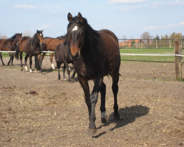 horse Stute von Grafenstolz / Don Bosco (Hanoverian, 2008, from Grafenstolz)