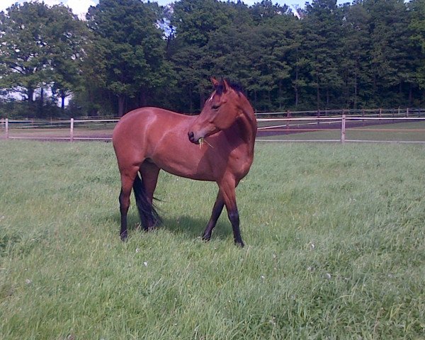 dressage horse Friedolina (Hanoverian, 2009, from Fabriano)