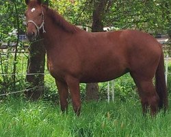 broodmare Donna Celina B (Hanoverian, 2009, from Desperados FRH)