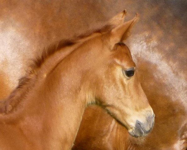 Pferd Flocke (Westfale, 2014, von Fürst Romancier)