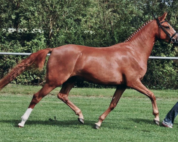 broodmare Gitana (Westphalian, 2006, from Gentleman)