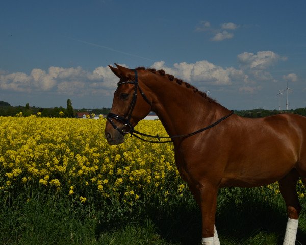 horse Weddingplaner (Hanoverian, 2003, from Wolkentanz I)