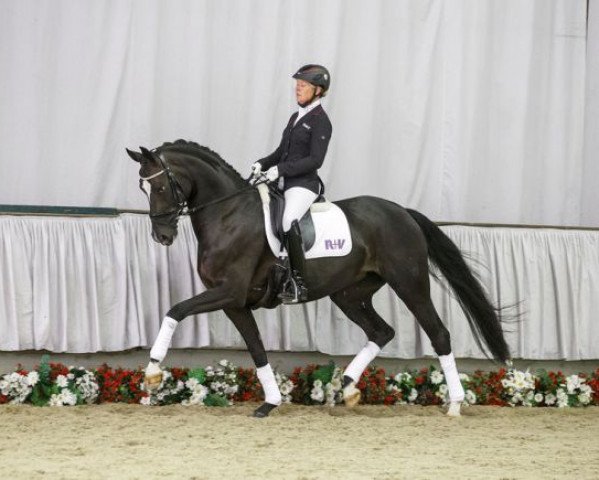 broodmare Sommerm"rchen II (Westphalian, 2011, from Stoiber SN)