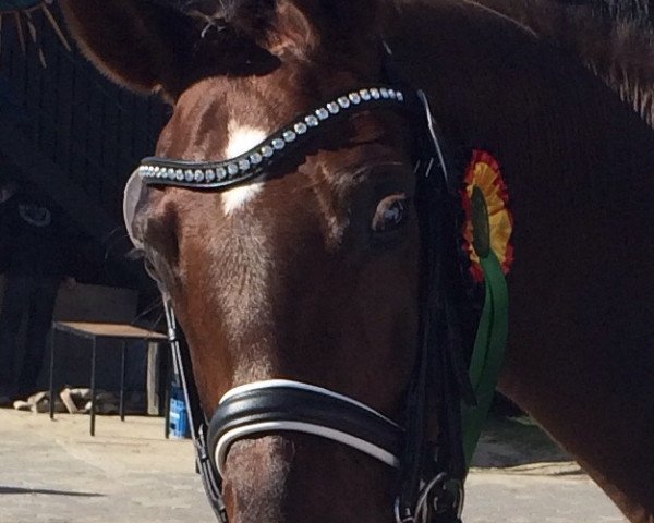 broodmare Reine Seide (Hanoverian, 2001, from Rotspon)