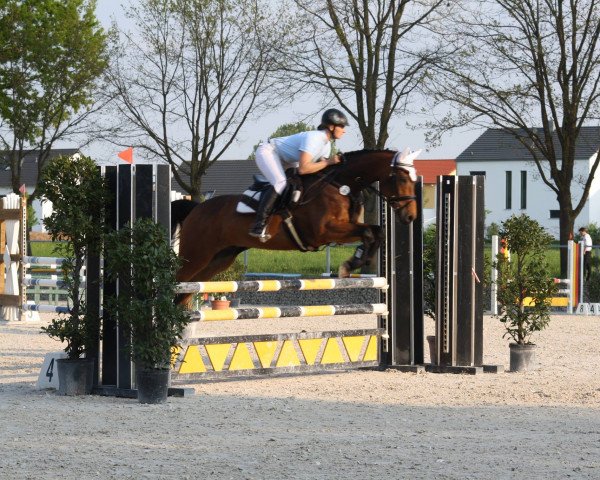 jumper Crack 36 (Holsteiner, 2007, from Contendro I)
