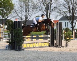 Springpferd Crack 36 (Holsteiner, 2007, von Contendro I)
