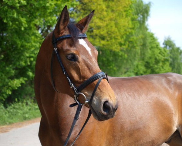 Dressurpferd Aramis (Westfale, 2000, von Ad hoc)