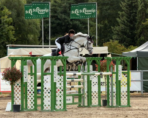 Springpferd Coragioso (Holsteiner, 2002, von Cassini I)