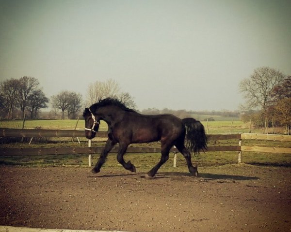 dressage horse Sandro Hit 3 (Welsh-Cob (Sek. D), 2008, from Menai The Rector)