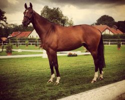 broodmare Filia Beduina W (Westphalian, 2010, from Filius Bedo)