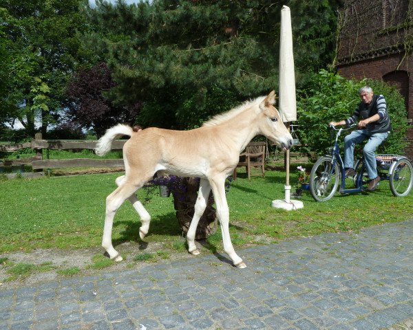 stallion Aleandro (Haflinger, 2014, from Allerdings 4)