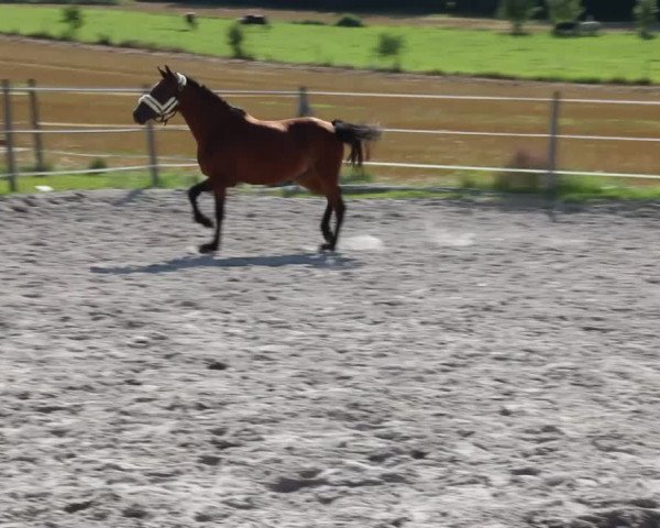 Video of Aprilscherz MW