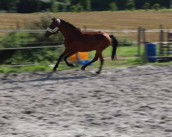 Video of Aprilscherz MW