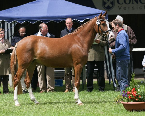 broodmare Cora Ly J (German Riding Pony, 2011, from Can Dance 3)