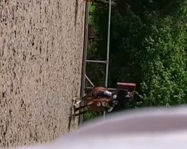 Video von Filou van de Wistonahoeve