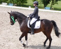dressage horse Freigeist HW (Westphalian, 2009, from Fifty Cent)