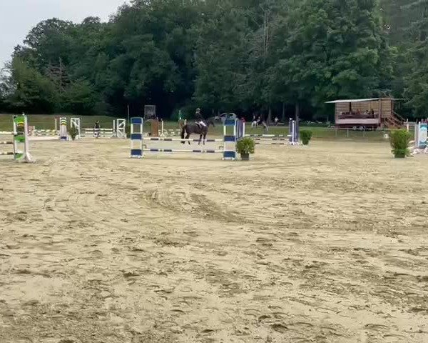 Video von Decurio Nobile