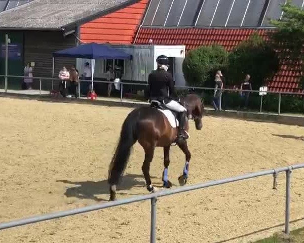 Video of Lunado
