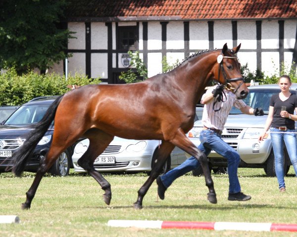 broodmare Stute von Jazz Royal (Westphalian, 2011, from Jazz Royal)