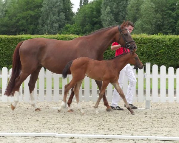 Video of Darkly Dressed AG