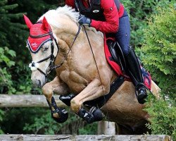 dressage horse Golden Armani (German Riding Pony, 2007, from Golden Atreju)