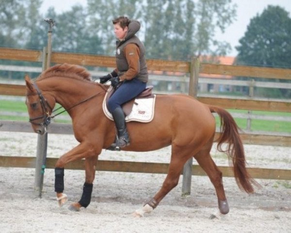 horse Akota B.Z (Zangersheide riding horse, 2003, from Artos Z)