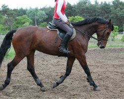 horse Polaris (Hungarian Warmblood, 2008, from Chicago)