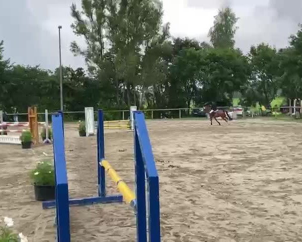 Video von Filou van de Wistonahoeve
