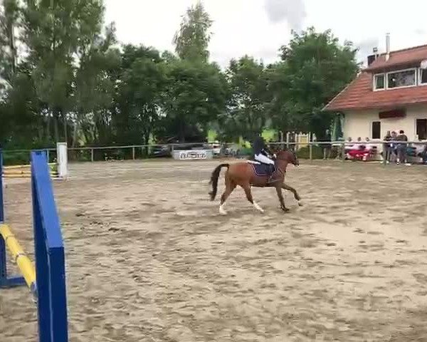 Video von Filou van de Wistonahoeve