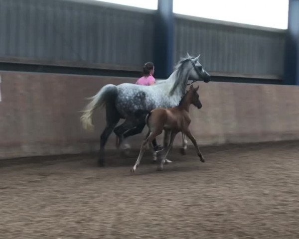 Video von Camar Qougar