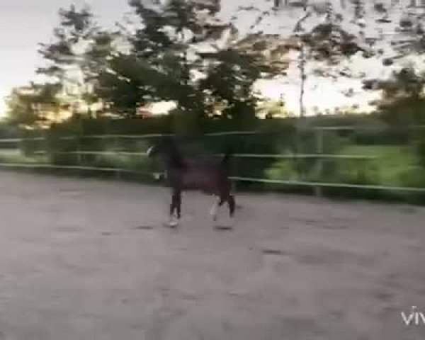 Video von Tolbert