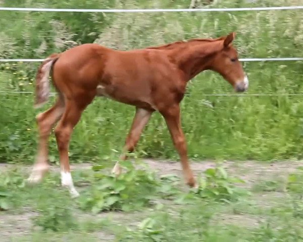 Video of Bronco