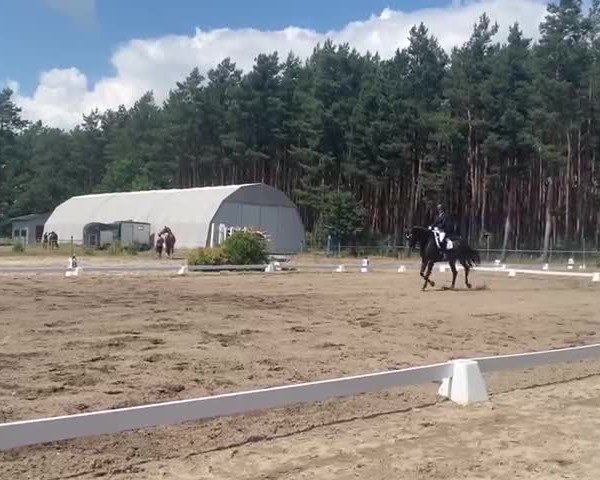 Video of Sir Martens