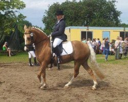Zuchtstute High Noon YS (Deutsches Reitpony, 2002, von FS Golden Highlight)