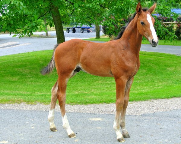horse Phänomenal BU (Westphalian, 2014, from Pilothago Dxb)