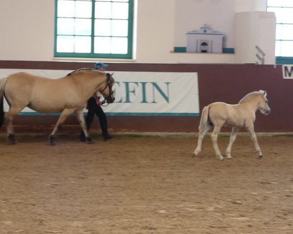 Video of Stüv's Johann