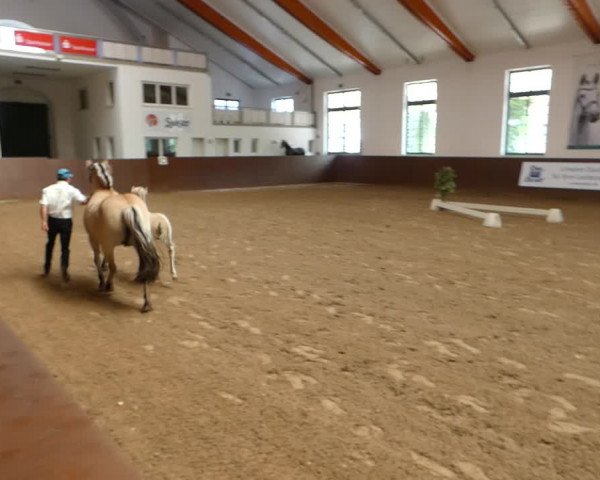 Video of Stüv's Johann