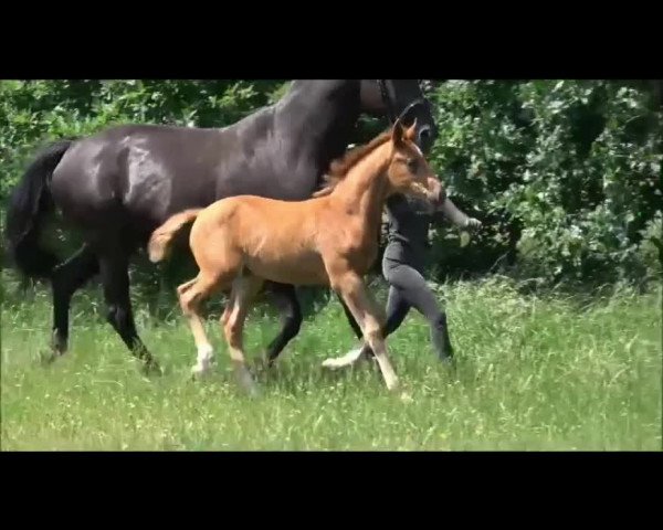 Video of Solaine