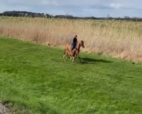 Video von Landmüller