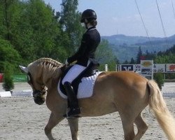 dressage horse Domingo 633 (Haflinger, 2001)