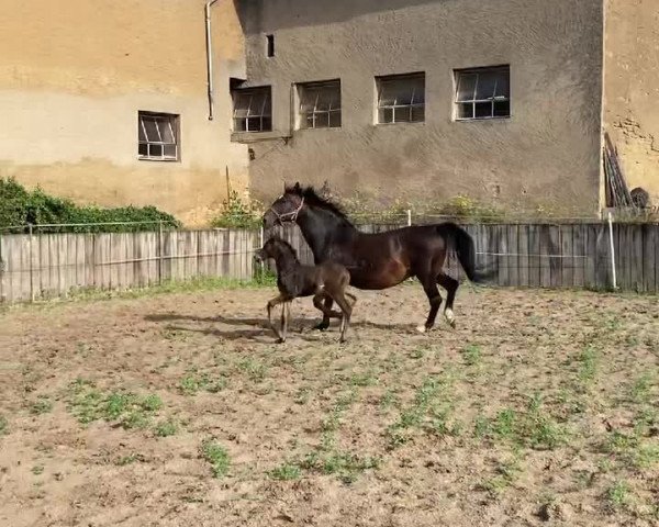 Video von Daytona G