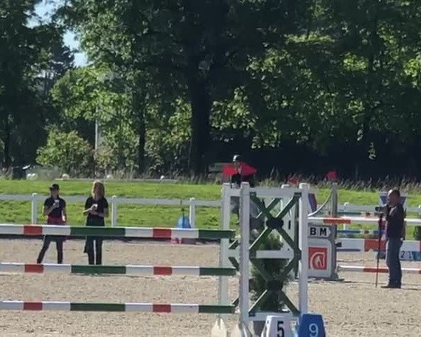 Video of Cavaletto Loma Z